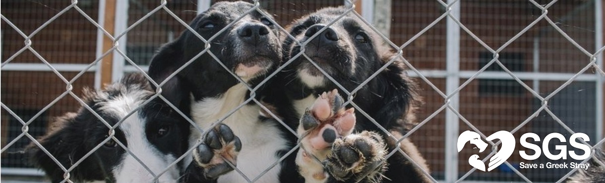 Save a greek stray - Στηρίξτε τη δράση μας